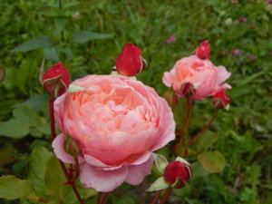 DSCN7032.JPG