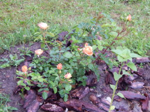 DSCN6936.JPG