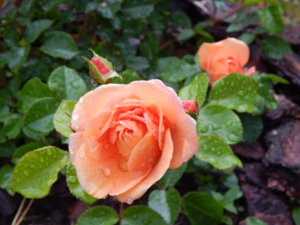 DSCN6938.JPG
