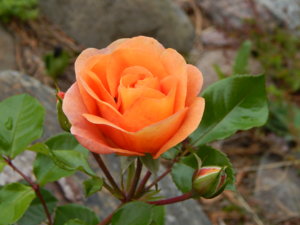 DSCN7019.JPG