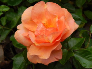 DSCN7020.JPG