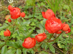 DSCN7063.JPG