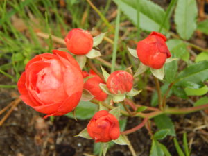 DSCN7064.JPG