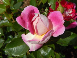 DSCN7000.JPG