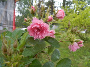 DSCN7056.JPG