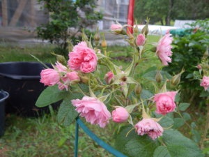 DSCN7057.JPG