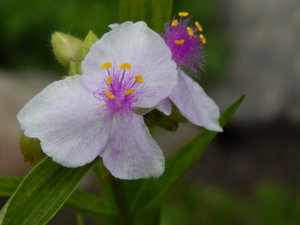 DSCN7043.JPG