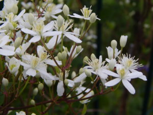 DSCN7025.JPG