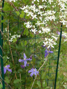 DSCN7026.JPG