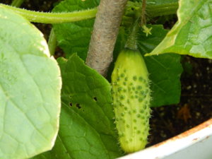 DSCN4424.JPG