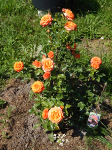 DSCN7244.JPG