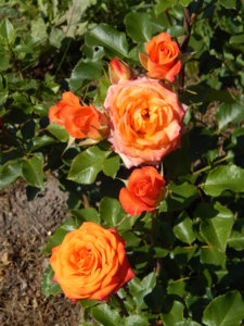 DSCN7245.JPG