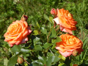 DSCN7248.JPG