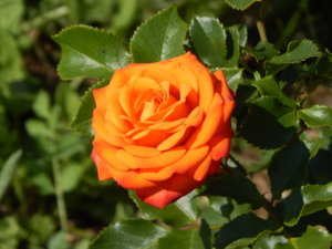 DSCN7249.JPG
