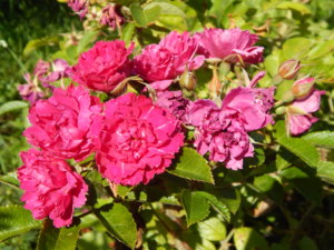 DSCN7106.JPG