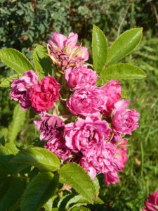 DSCN7168.JPG