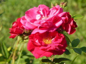 DSCN7145.JPG
