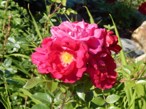 DSCN7231.JPG