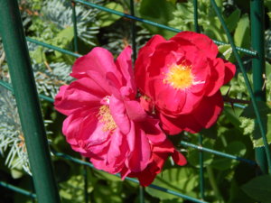 DSCN7233.JPG