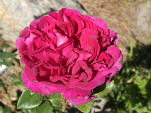 DSCN7092.JPG