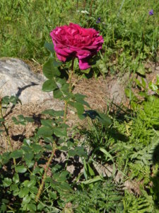 DSCN7094.JPG