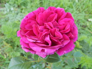 DSCN7158.JPG