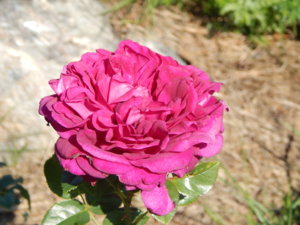 DSCN7238.JPG