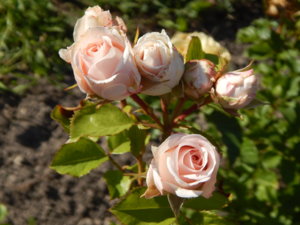 DSCN7135.JPG