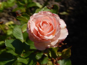 DSCN7166.JPG