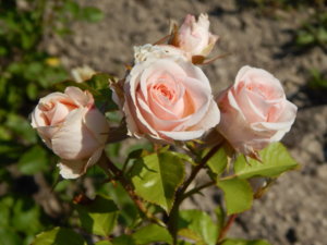 DSCN7167.JPG