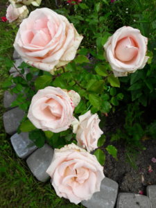 20180713_112332.jpg