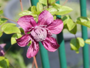 DSCN7081.JPG