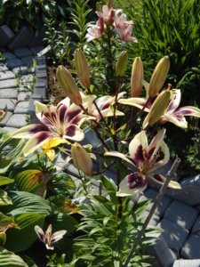 DSCN7124.JPG