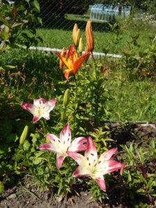 DSCN7162.JPG