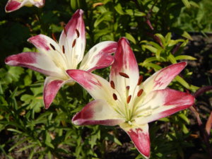 DSCN7163.JPG