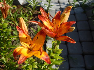 DSCN7129.JPG