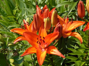 DSCN7211.JPG