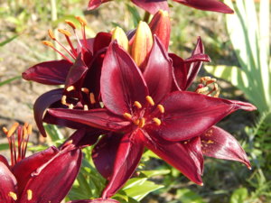 DSCN7185.JPG