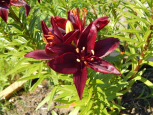 DSCN7189.JPG