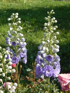 DSCN7110.JPG