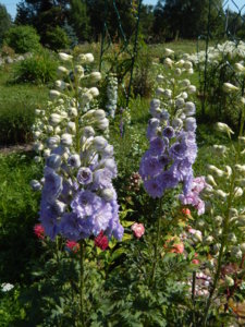 DSCN7171.JPG