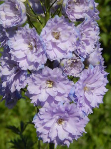 DSCN7173.JPG