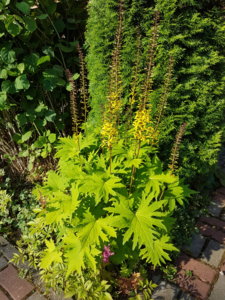 20180710_074754.jpg