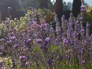 20180710_184323.jpg