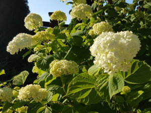 20180627_184306.jpg
