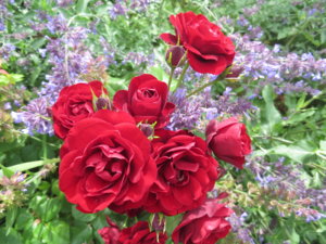 IMG_7753.JPG