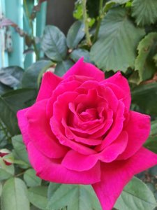 IMG_20180713_174308.jpg