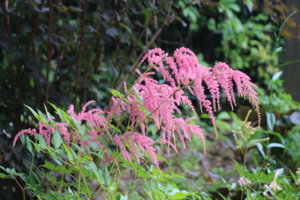 IMG_8025.JPG