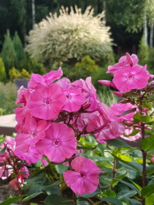 20180710_185631.jpg