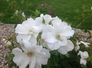 IMG_3996.JPG